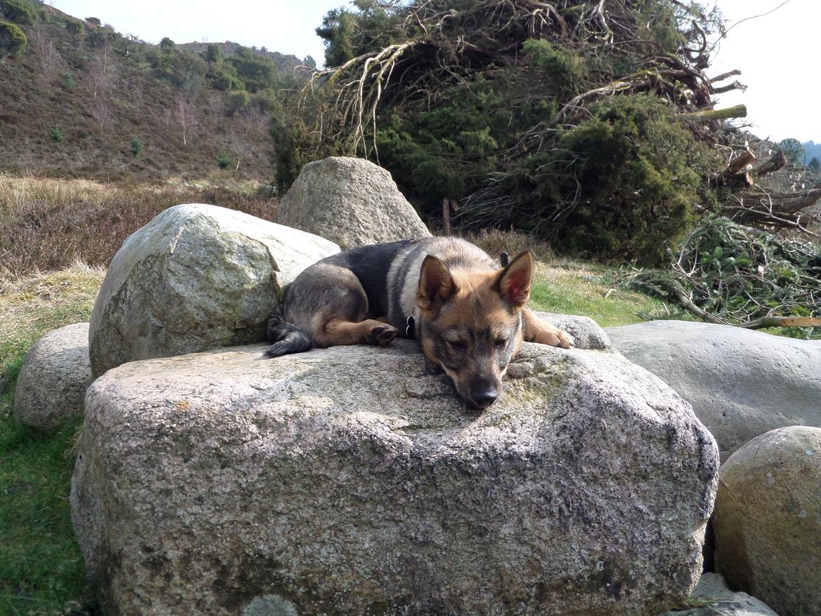 Västgötaspids Yuki <3 <3 (Clasus Miller). - Meget hårdt at gå i bakkerne i Rebild bakker :D 30 marts 2014 billede 33