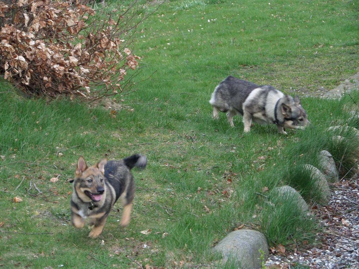 Västgötaspids Yuki <3 <3 (Clasus Miller). - Yuki fandt også en lege ven i Rebild bakker. En af samme art :D 30 marts 2014 billede 41