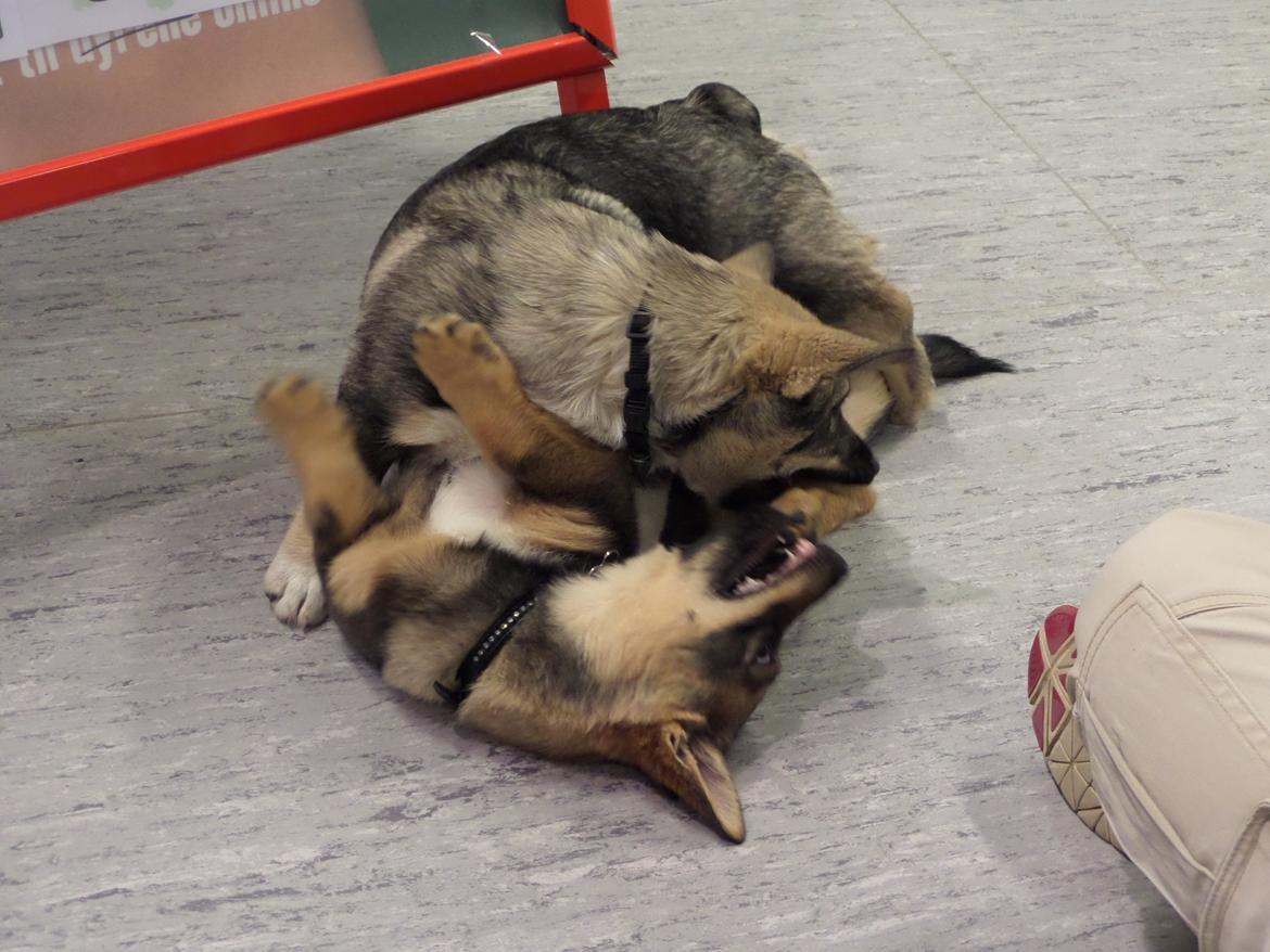 Västgötaspids Yuki <3 <3 (Clasus Miller). - Yuki leger med sin bror Monty fra Silkeborg :D 16 marts 2014 billede 16