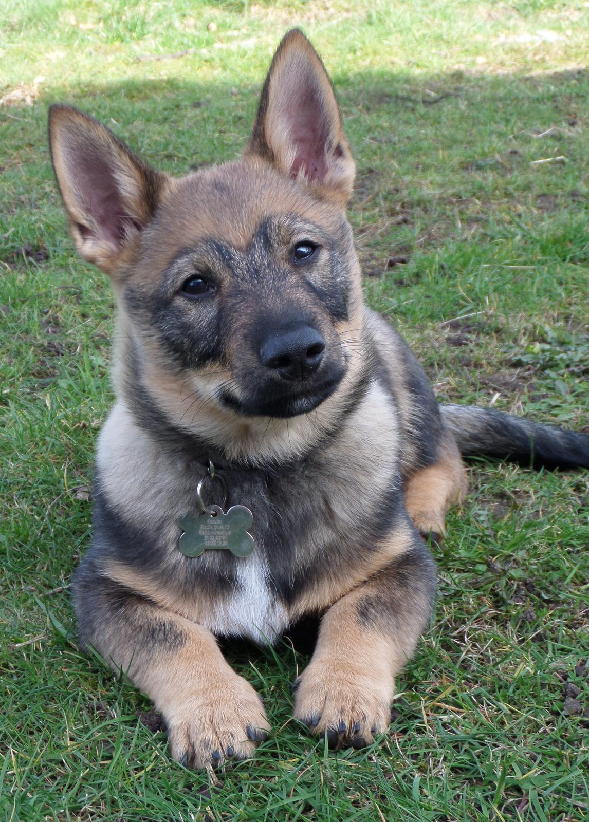 Västgötaspids Yuki <3 <3 (Clasus Miller). - Min smukke dreng <3 20 marts 2014 billede 10