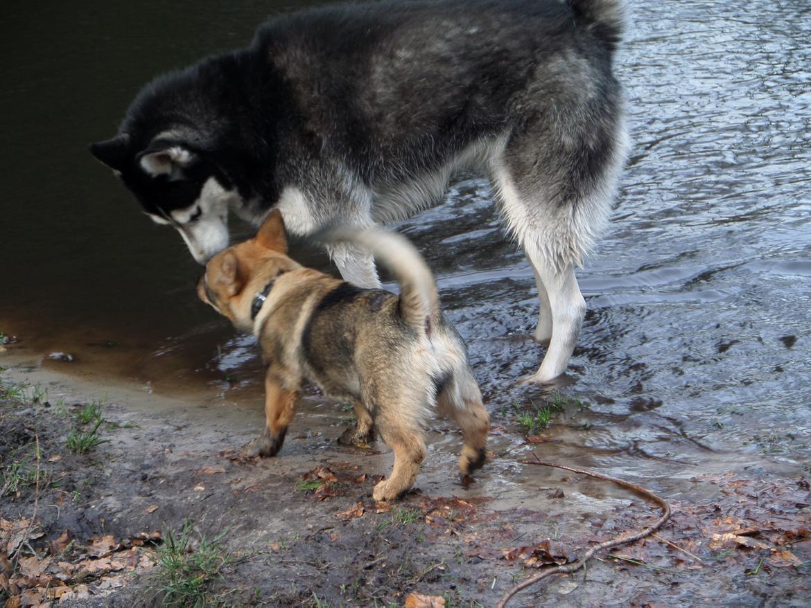 Västgötaspids Yuki <3 <3 (Clasus Miller). - Yuki hilser på stor vovse <3 20 marts 2014 billede 49