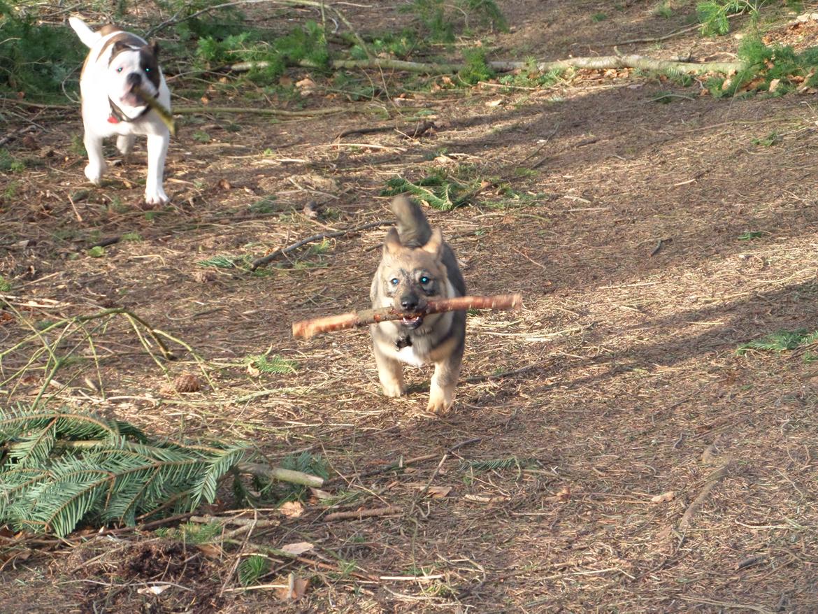 Västgötaspids Yuki <3 <3 (Clasus Miller). - Se lige min pind :D 20 marts 2014 billede 42