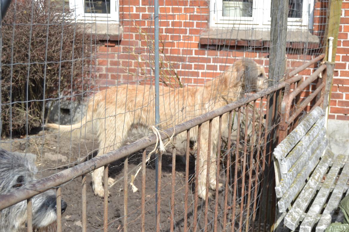 Irsk ulvehund Robin - Robin  i  hundegården   billede 1