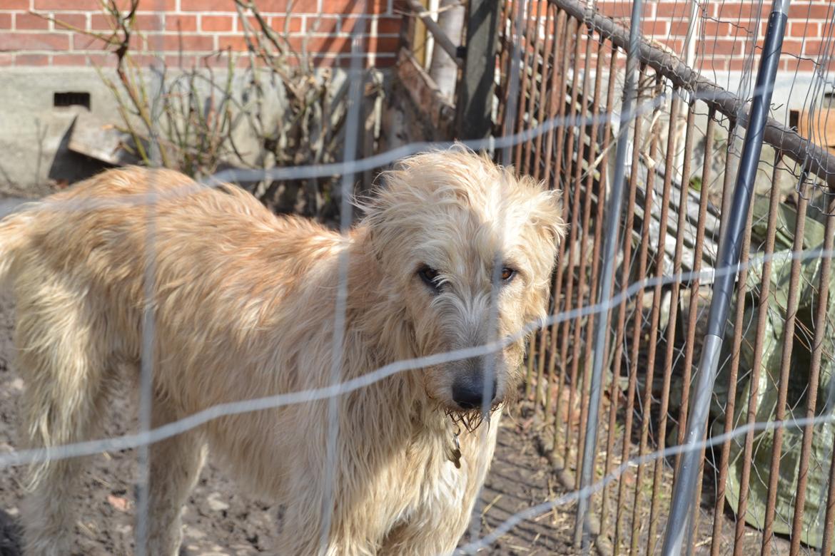 Irsk ulvehund Robin billede 3