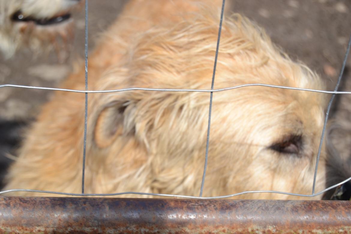 Irsk ulvehund Robin billede 4