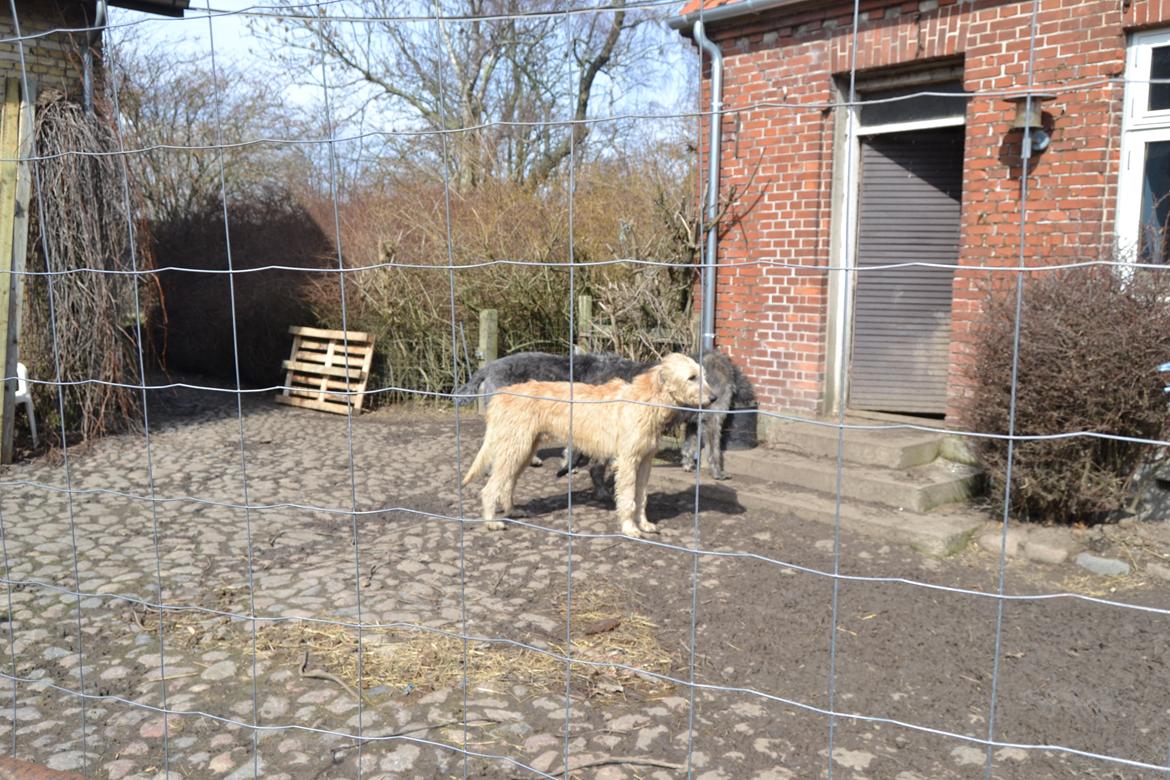 Irsk ulvehund Robin billede 5