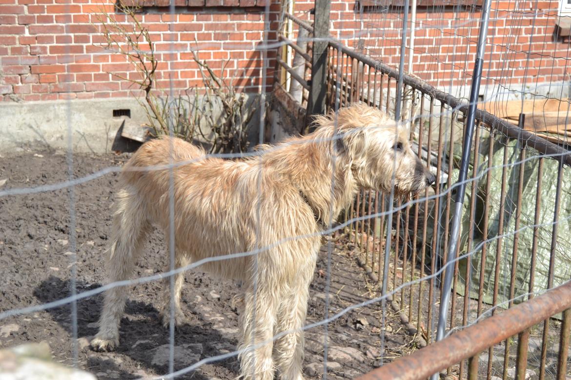Irsk ulvehund Robin - Jeg så  en  missemis   billede 2