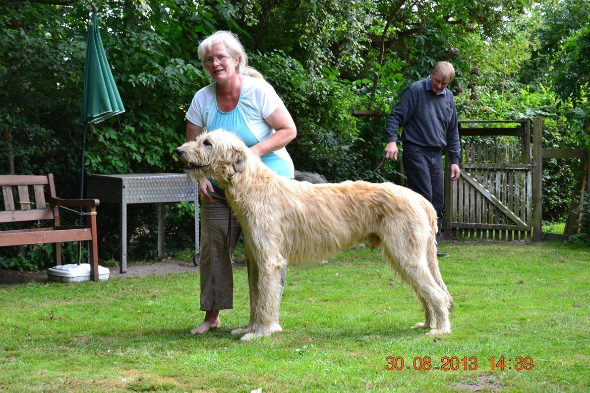 Irsk ulvehund Robin - Min  smukke  Robin  billede 7