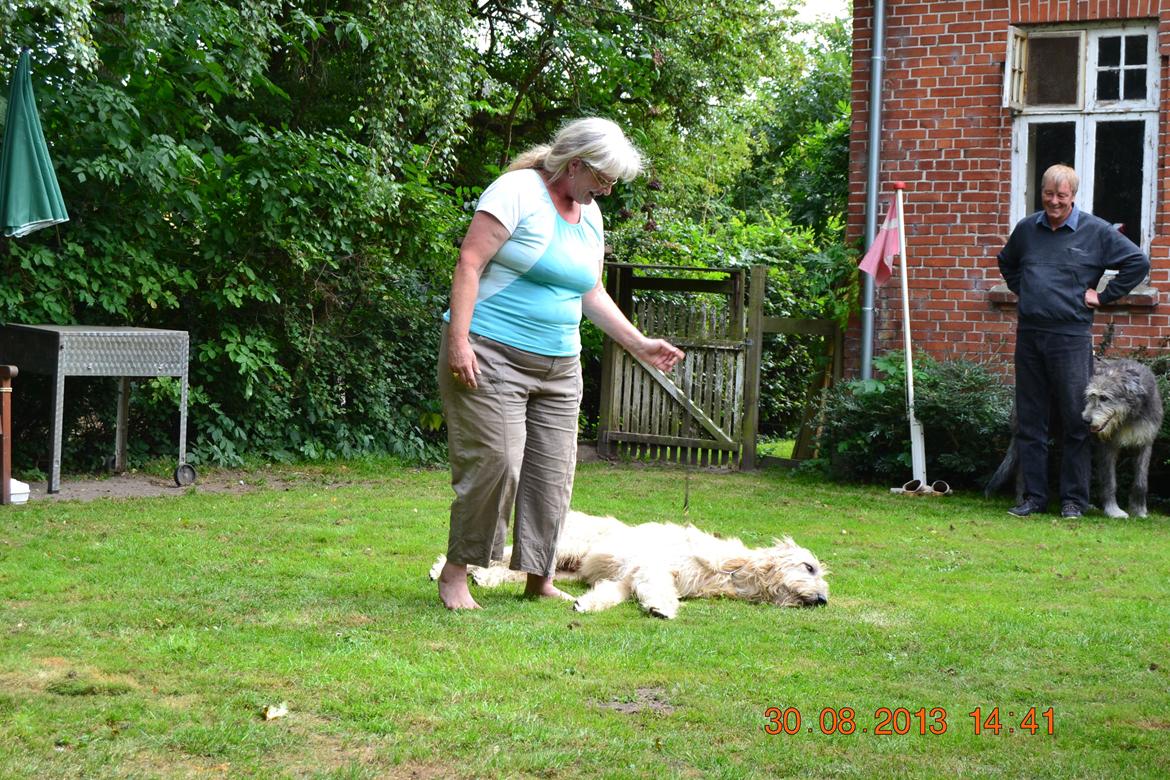 Irsk ulvehund Robin - Lidt  fjollet  må  man  da  være   billede 8