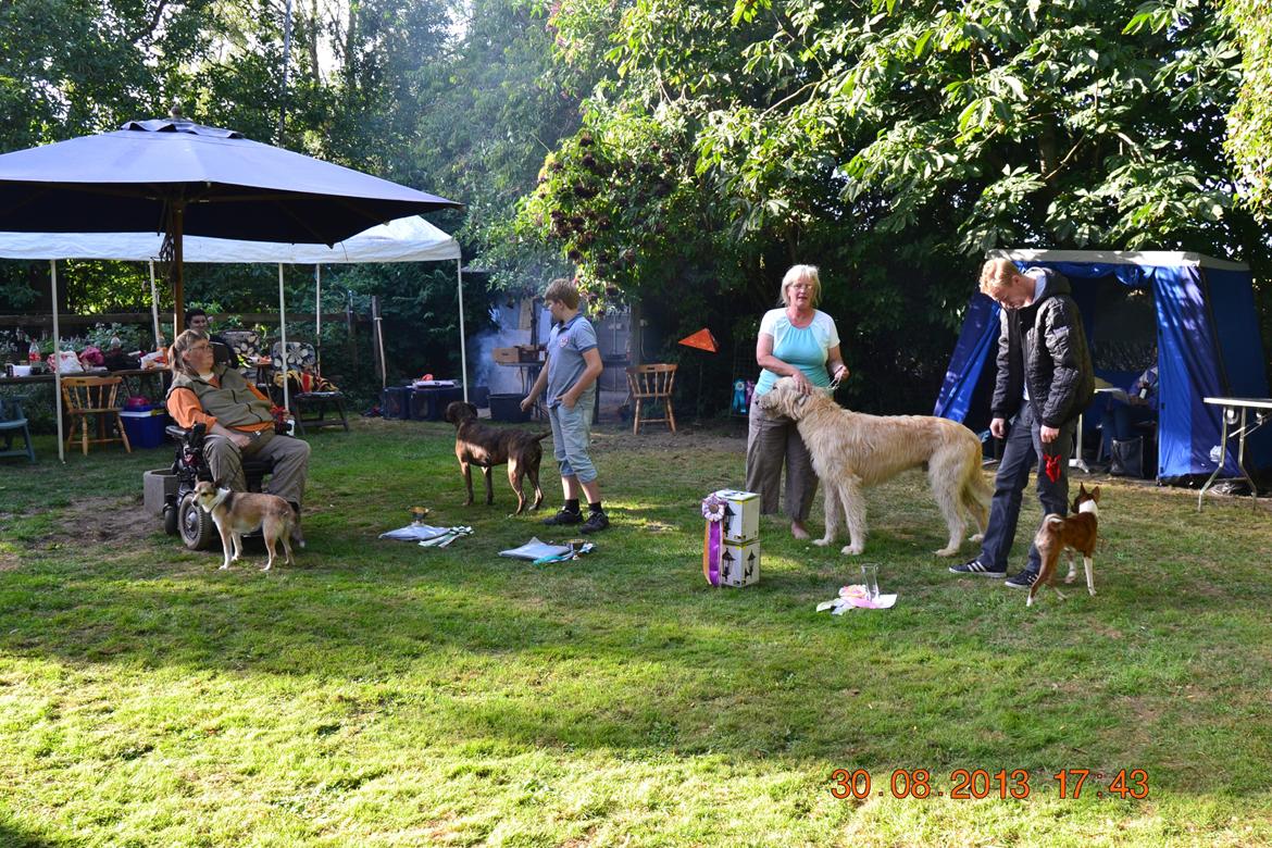Irsk ulvehund Robin - Bis  2  i  Tåsinge Træffet  13  billede 9