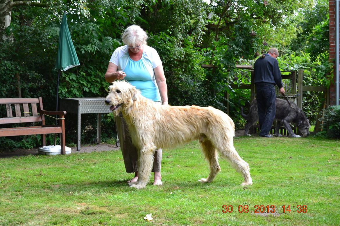 Irsk ulvehund Robin billede 6