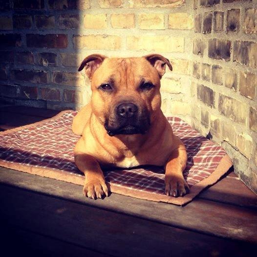 Staffordshire bull terrier KBHV2015 Wenk Staff' s King In A Corner aka Elo billede 7