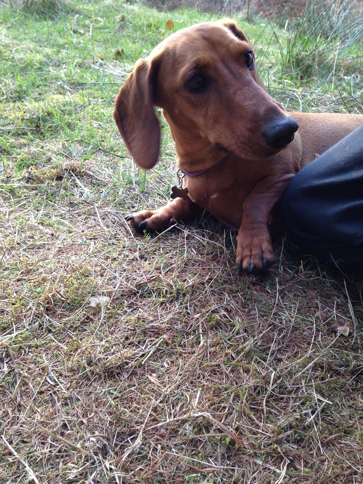 Gravhund Polly billede 1