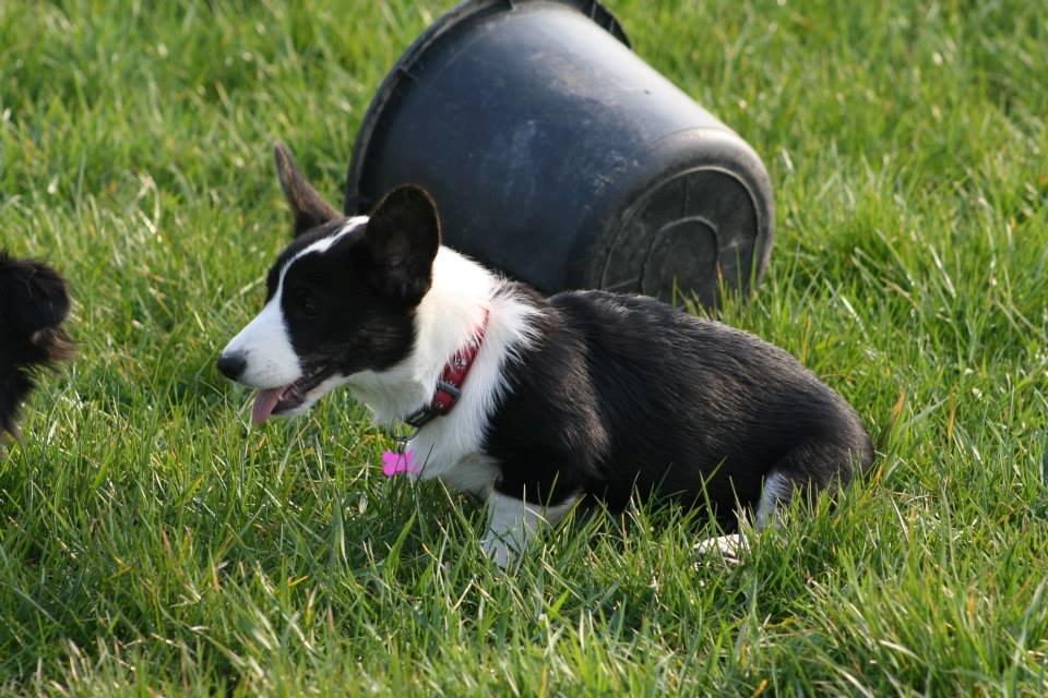 Welsh corgi cardigan Maggie billede 2