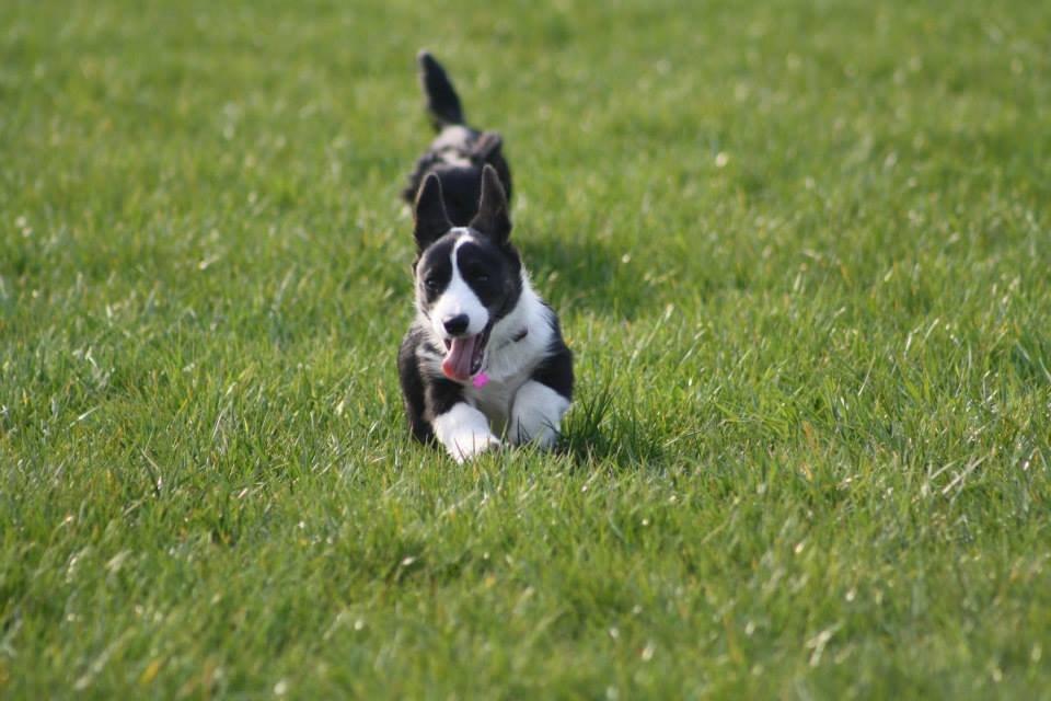 Welsh corgi cardigan Maggie billede 4