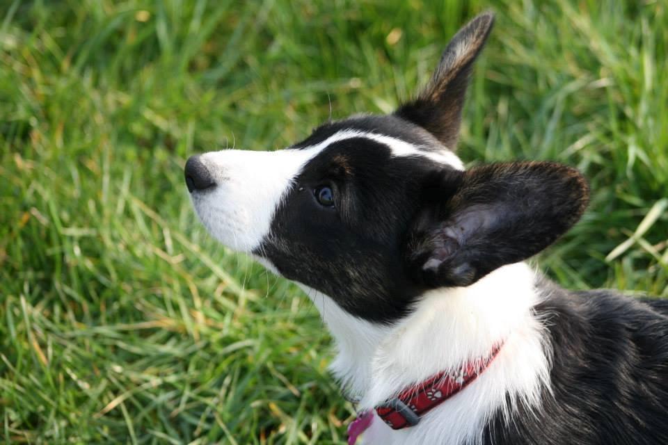 Welsh corgi cardigan Maggie billede 5