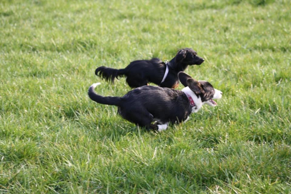 Welsh corgi cardigan Maggie billede 6