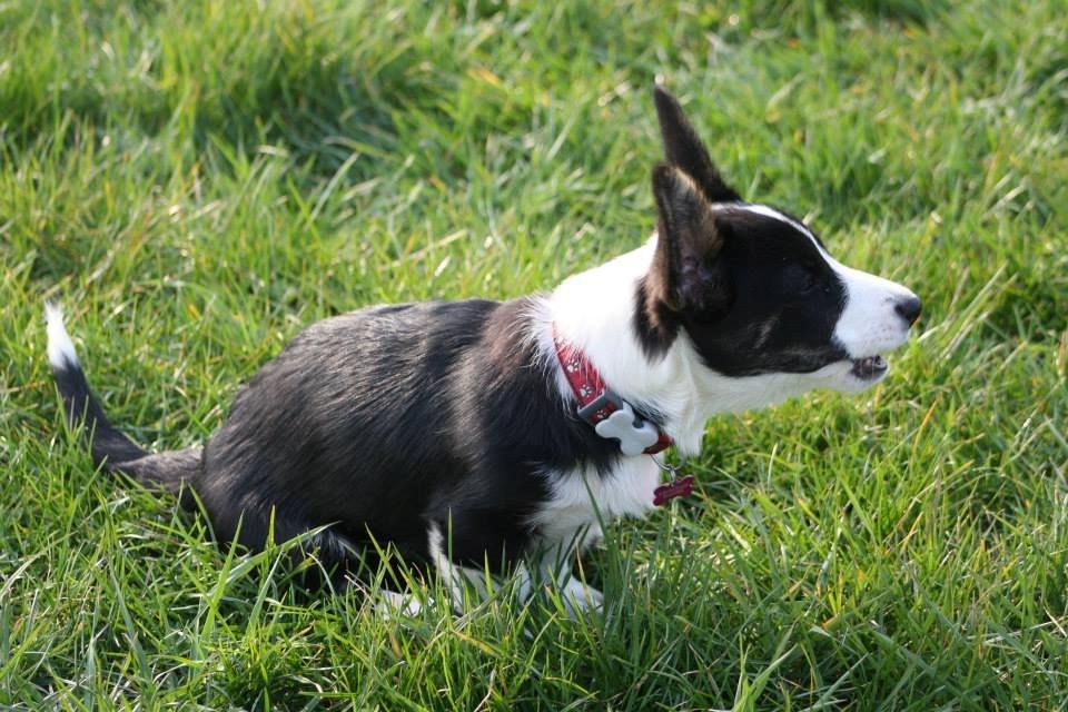 Welsh corgi cardigan Maggie billede 7