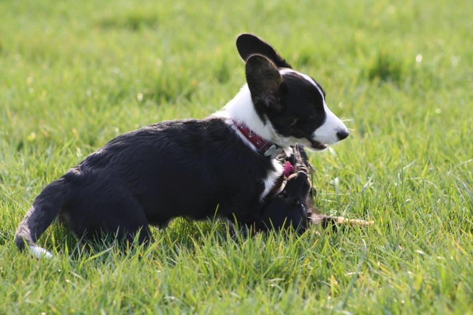 Welsh corgi cardigan Maggie billede 3