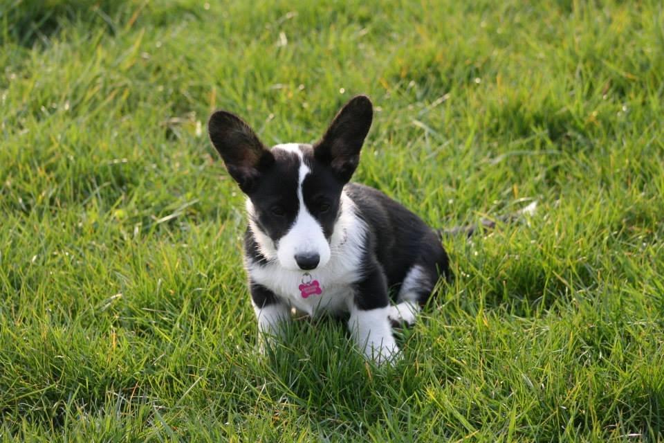 Welsh corgi cardigan Maggie billede 8