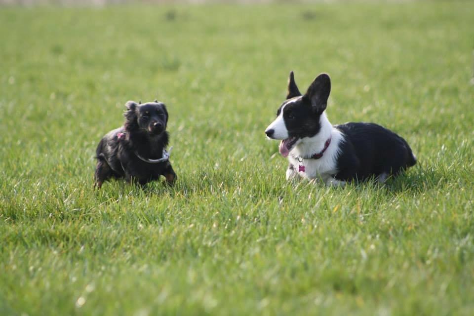 Welsh corgi cardigan Maggie billede 9