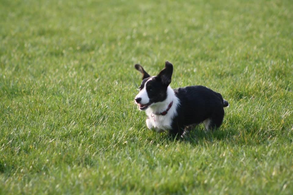 Welsh corgi cardigan Maggie billede 11