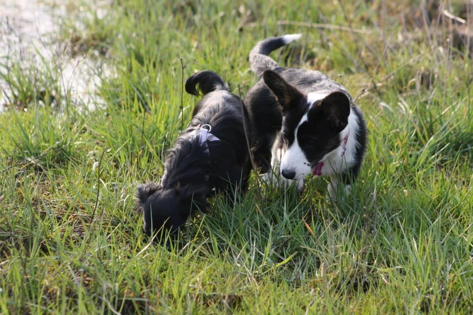 Welsh corgi cardigan Maggie billede 12