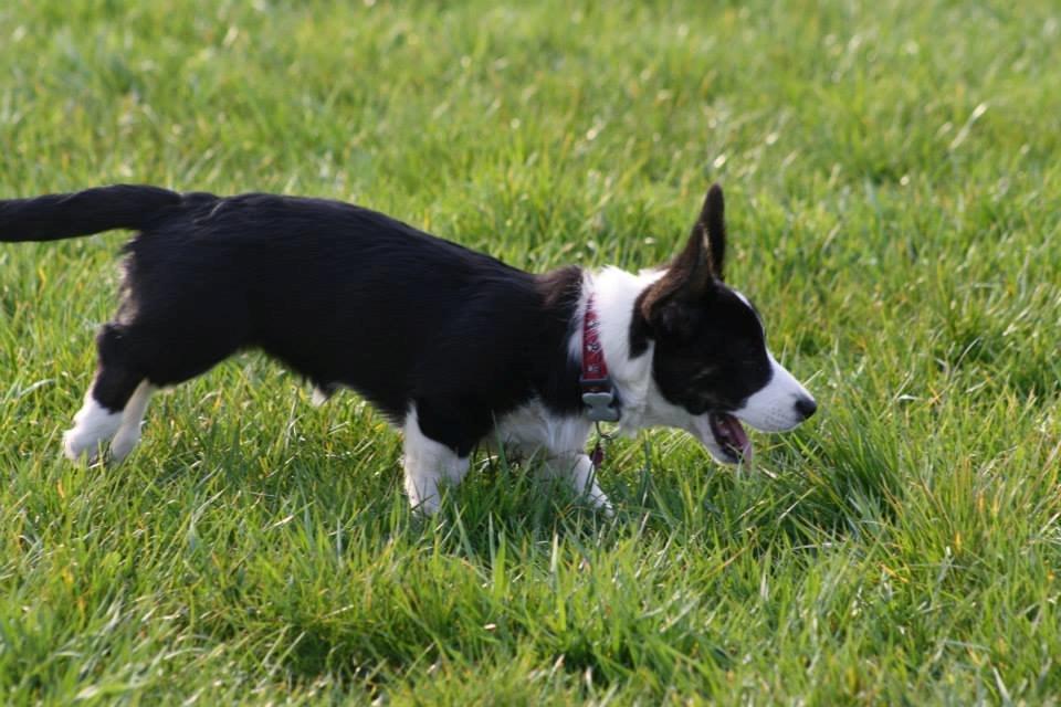 Welsh corgi cardigan Maggie billede 10