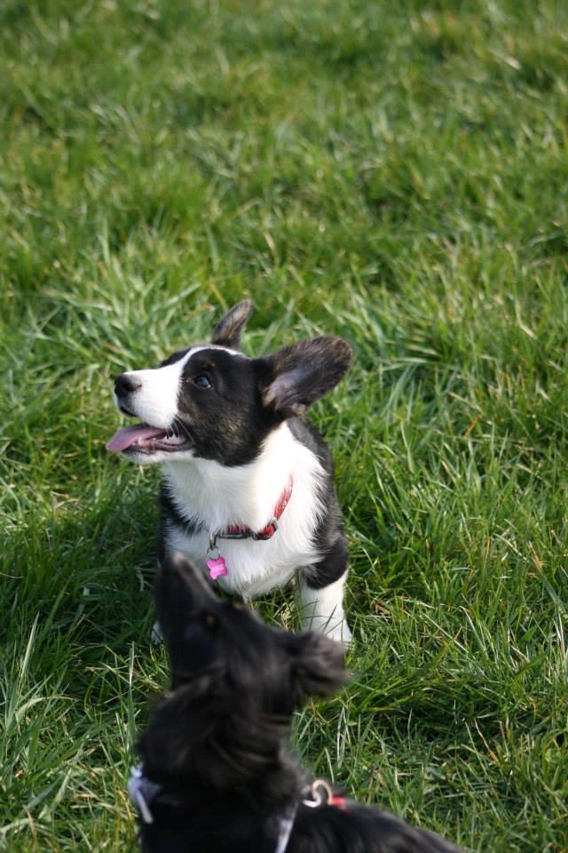 Welsh corgi cardigan Maggie billede 1