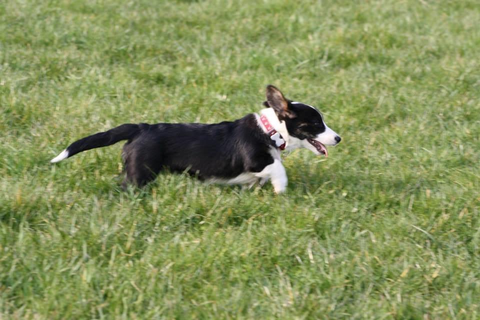 Welsh corgi cardigan Maggie billede 13