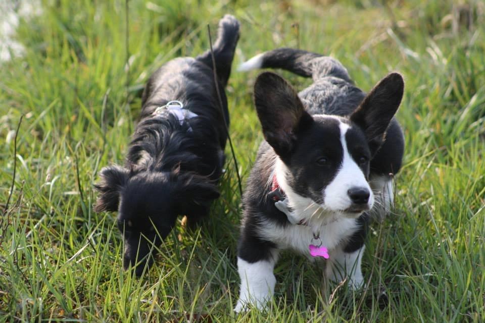 Welsh corgi cardigan Maggie billede 15