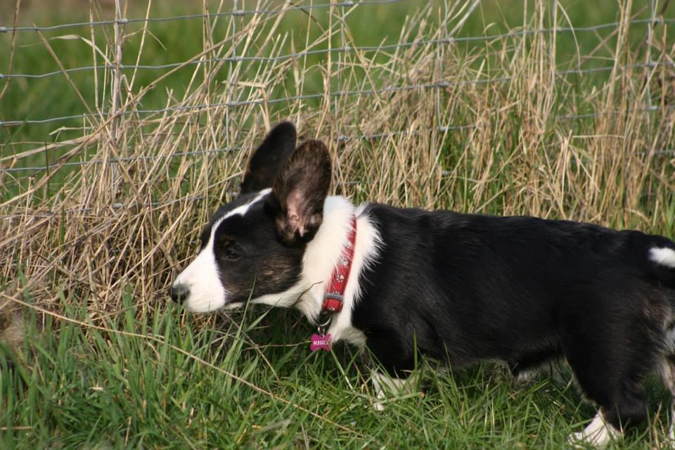 Welsh corgi cardigan Maggie billede 16