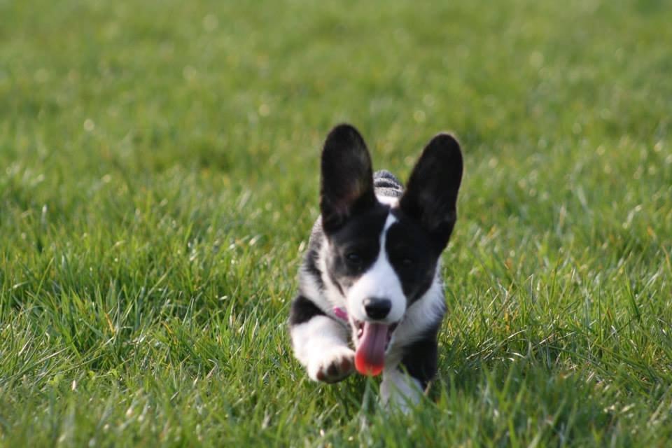 Welsh corgi cardigan Maggie billede 14