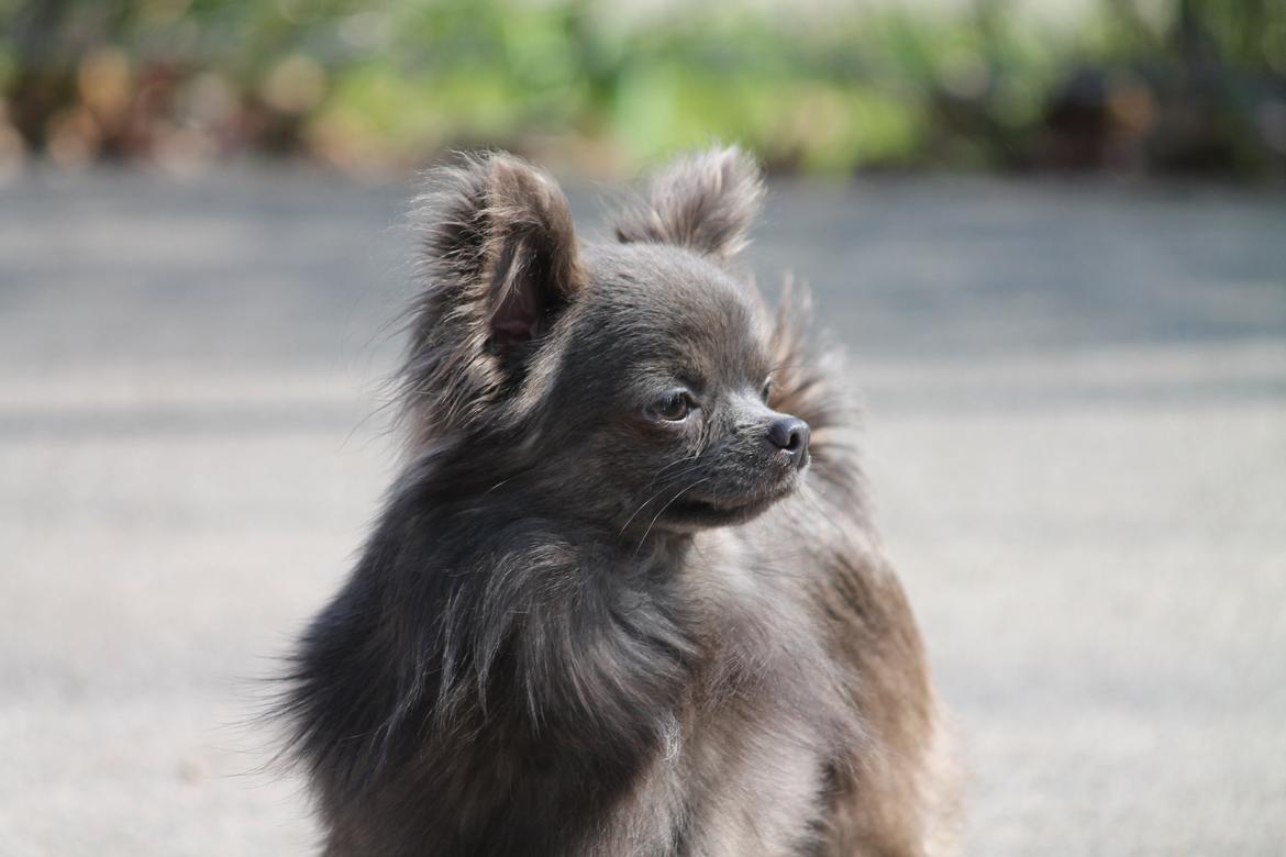 Chihuahua Valentino Del Modisto - Koda - 30 marts 2014 billede 13