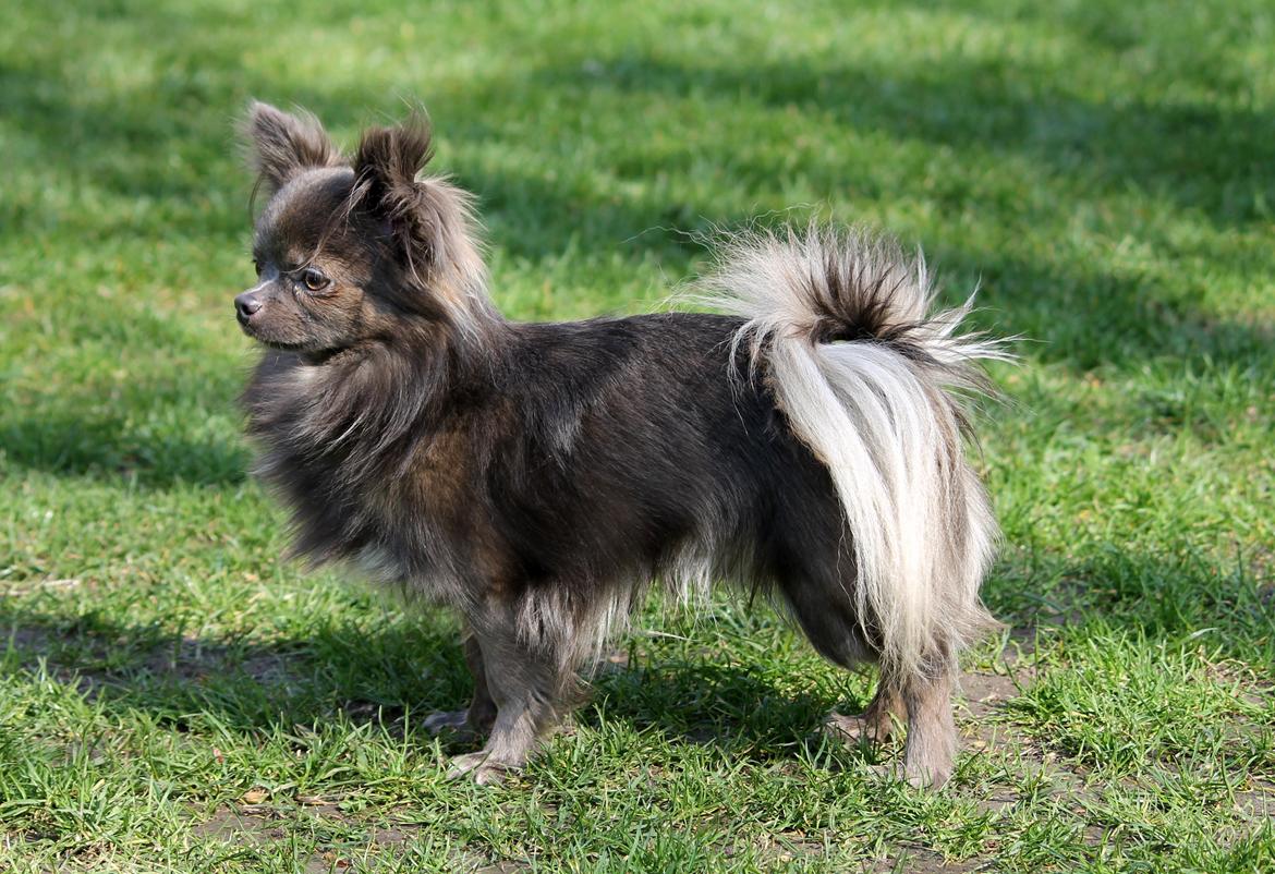 Chihuahua Valentino Del Modisto - Koda - 30 marts 2014 billede 5