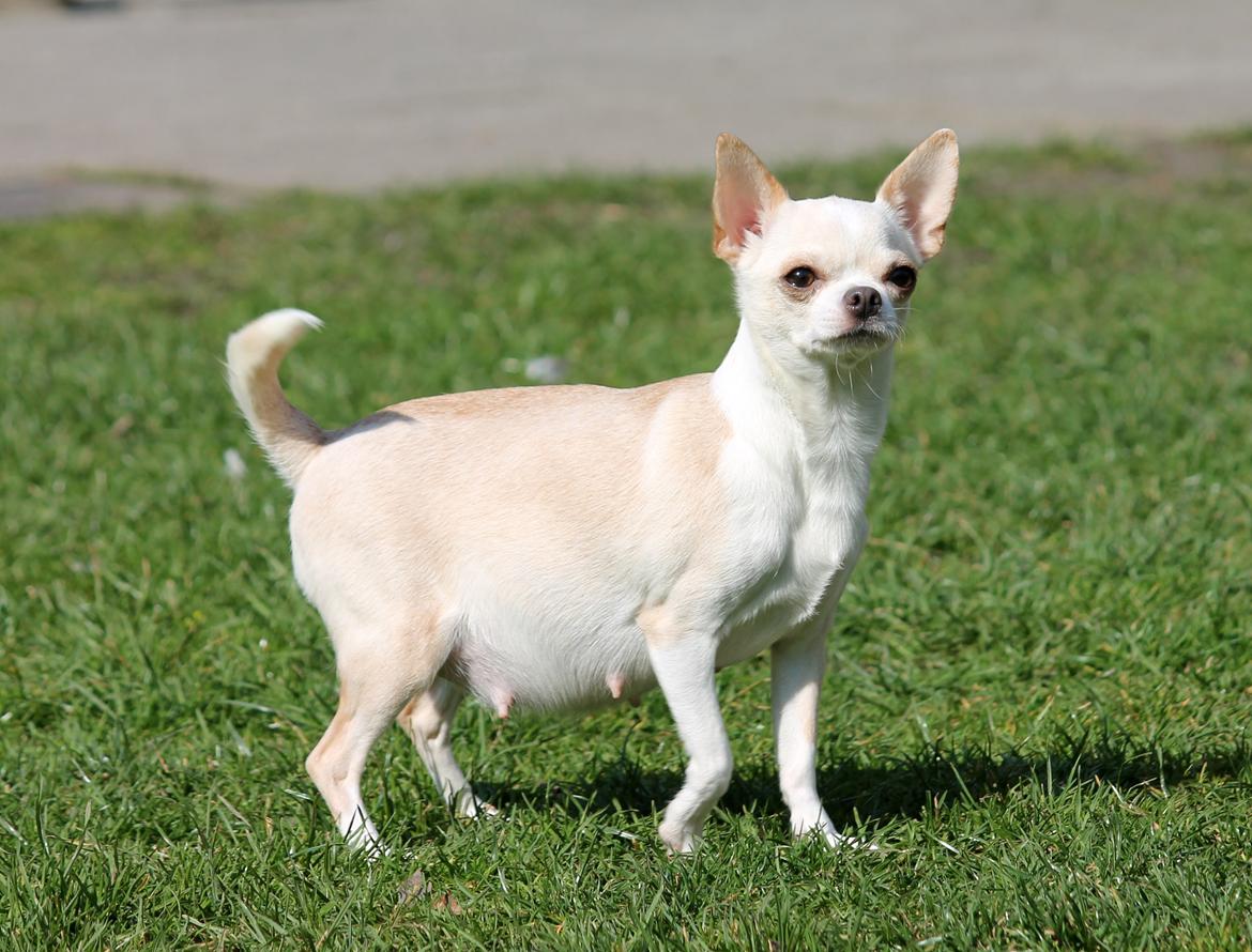 Chihuahua Imperial Luxury Belladonna - Donna - Smukke Donna, med baby-mave <3 30 marts 2014 billede 19