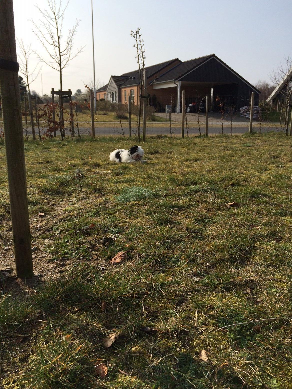 Bichon havanais Nimbus billede 3