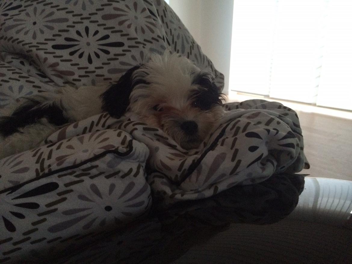 Bichon havanais Nimbus billede 4