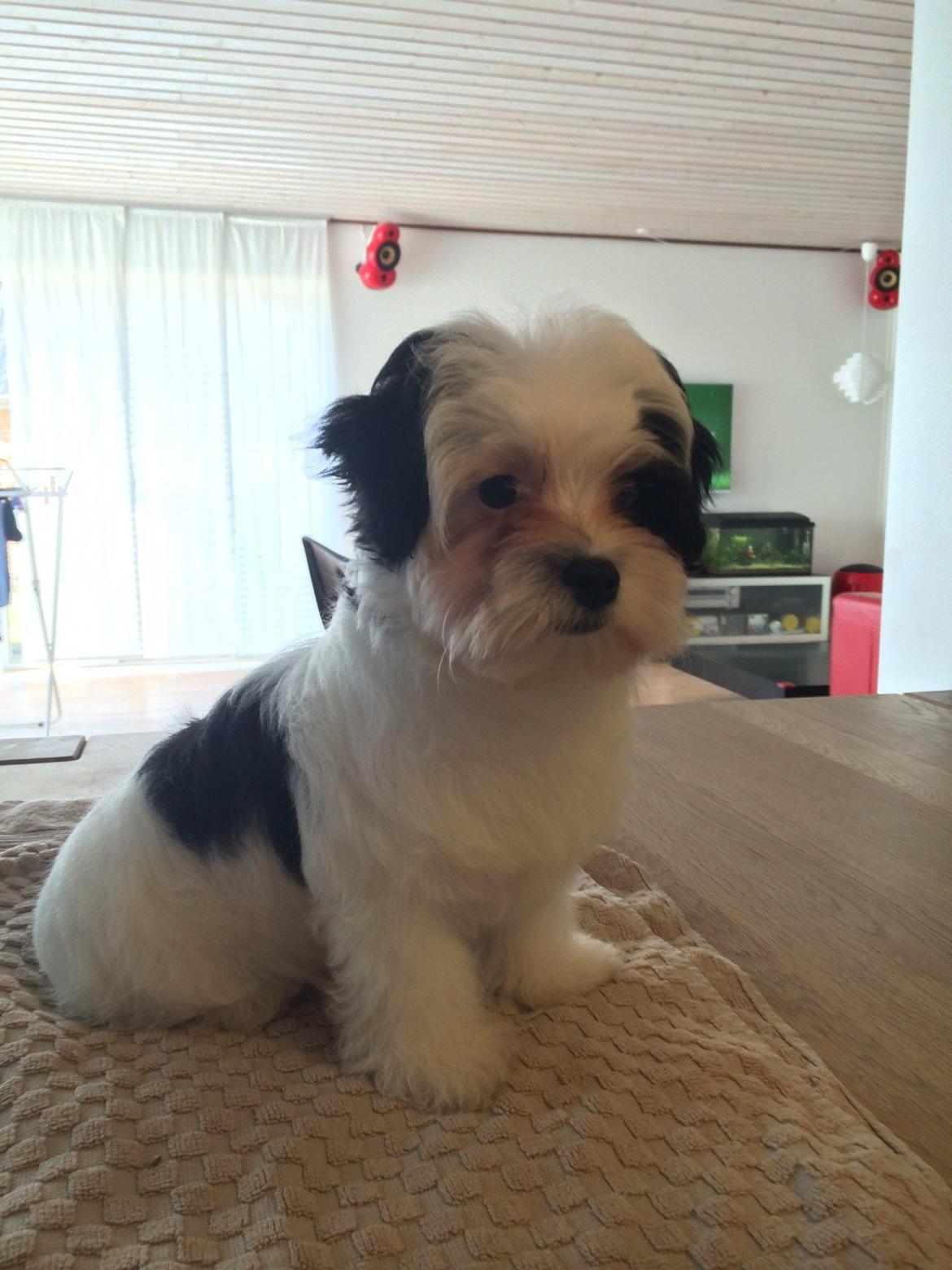 Bichon havanais Nimbus billede 1