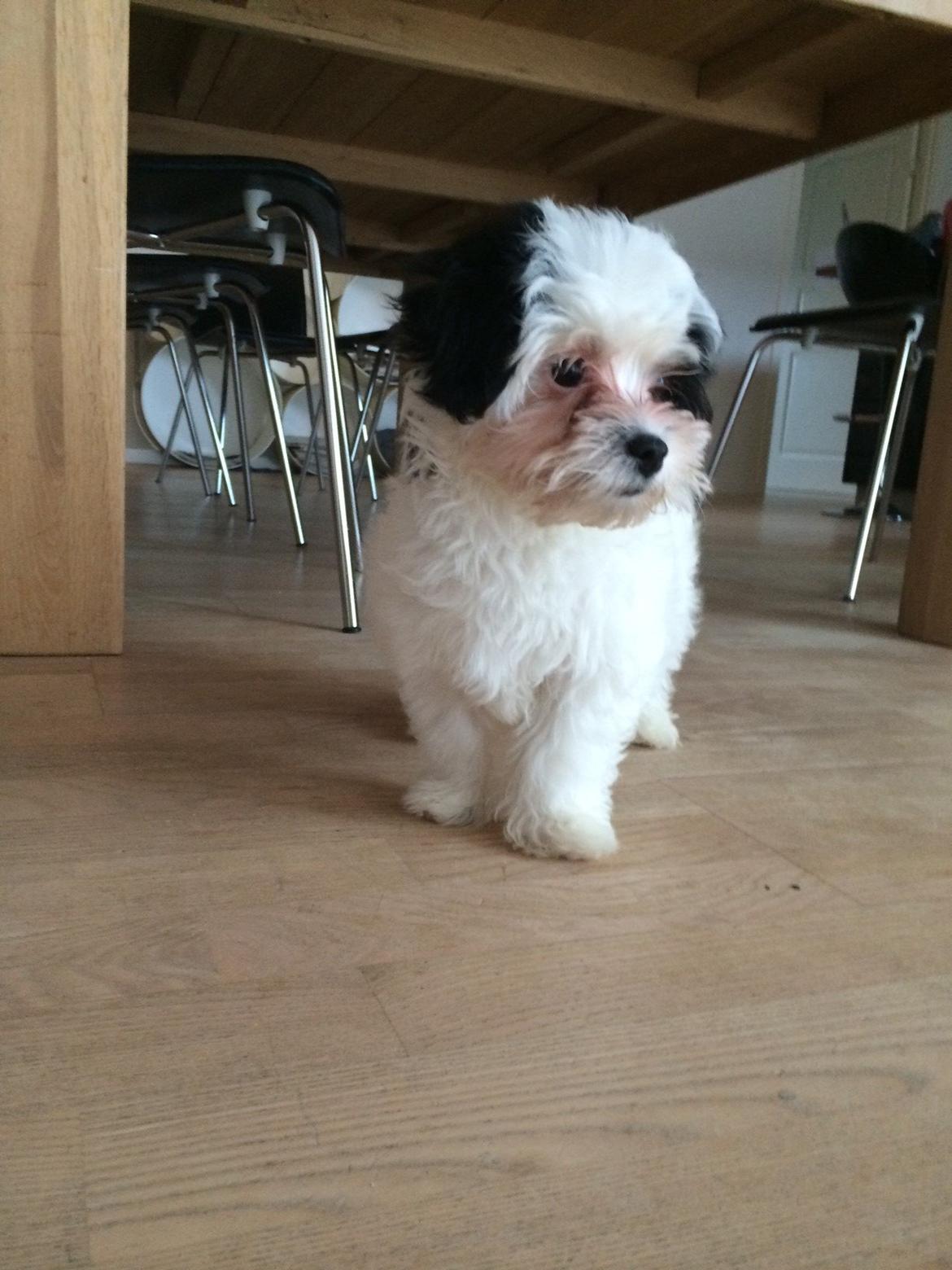 Bichon havanais Nimbus billede 6