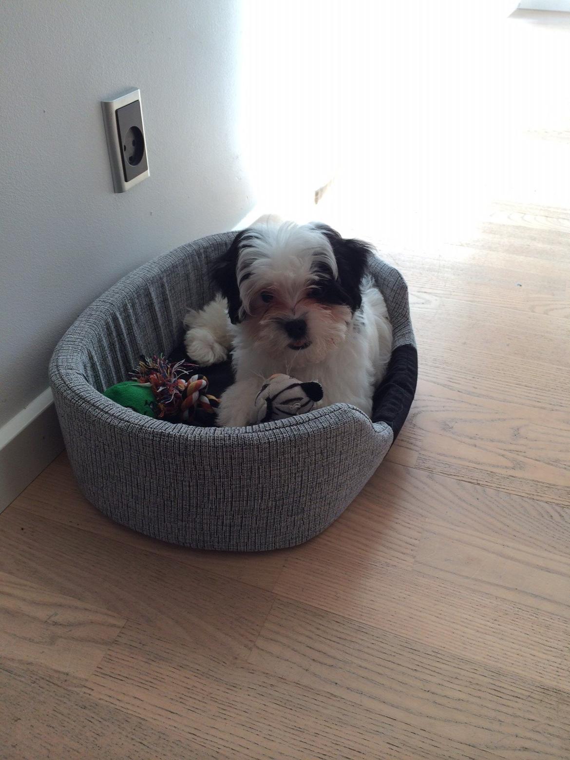 Bichon havanais Nimbus billede 5