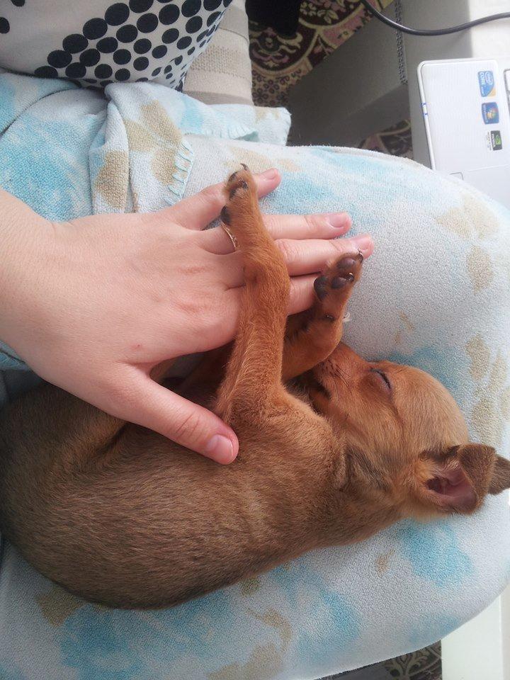 Chihuahua Bingo billede 10