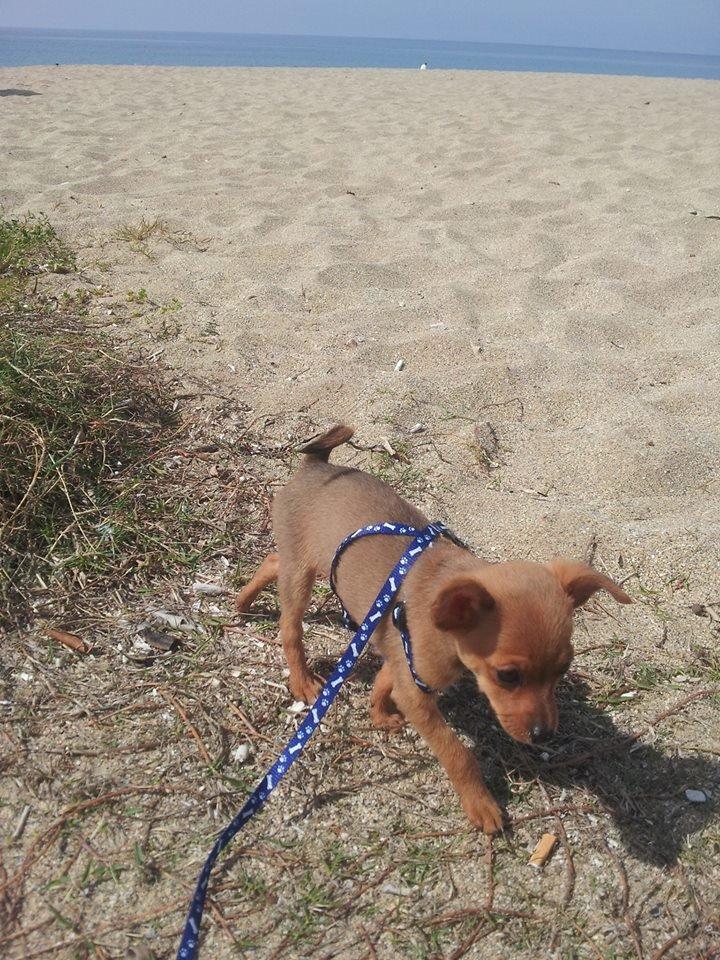 Chihuahua Bingo billede 4