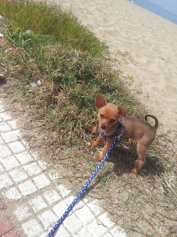 Chihuahua Bingo billede 2