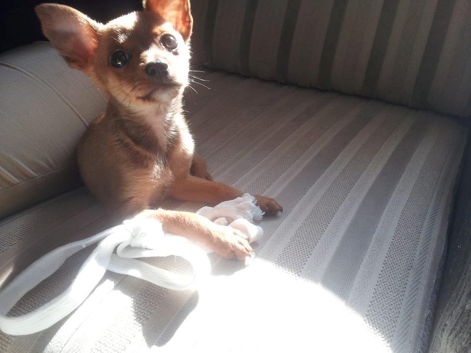 Chihuahua Bingo billede 5