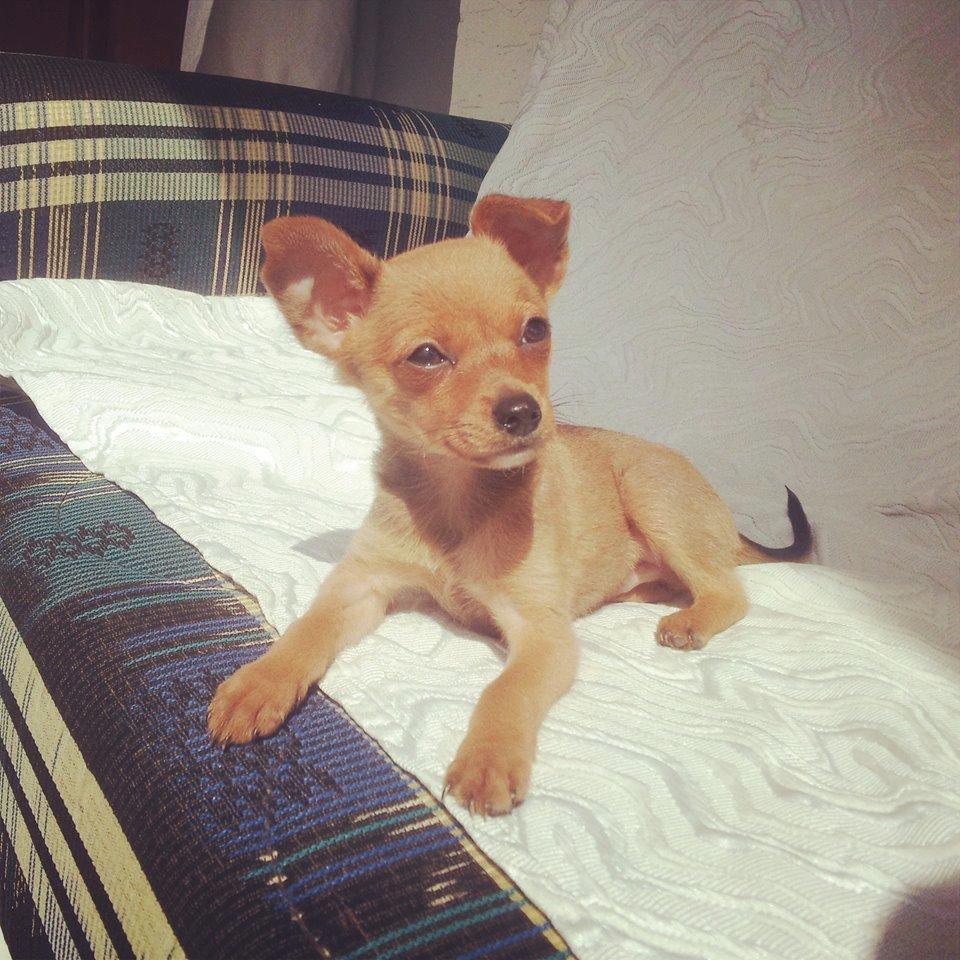 Chihuahua Bingo billede 6