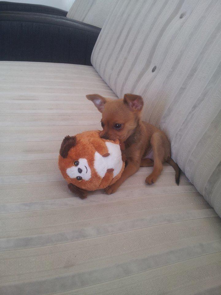 Chihuahua Bingo billede 7