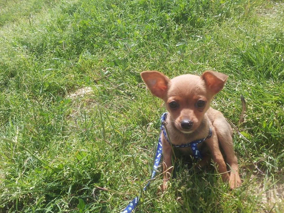 Chihuahua Bingo billede 8