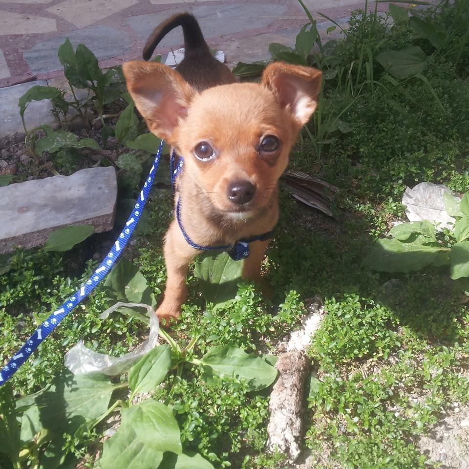 Chihuahua Bingo billede 1