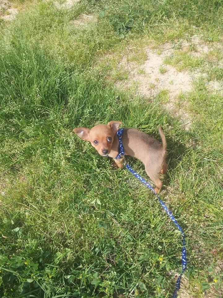 Chihuahua Bingo billede 9